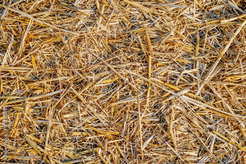 Ground covered with mowed wheat ears and straw. Abstract texture background. Ground covered with mowed wheat ears and straw. Abstract texture background.