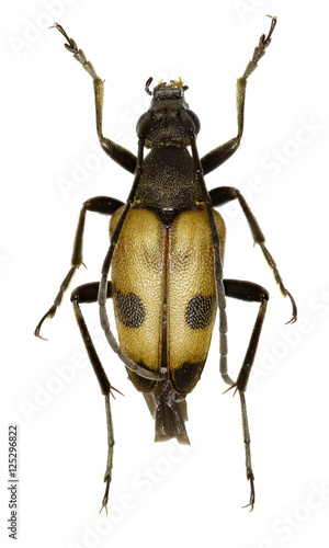 Speckled Longhorn Beetle on white Background - Pachytodes cerambyciformis (Schrank, 1781)
