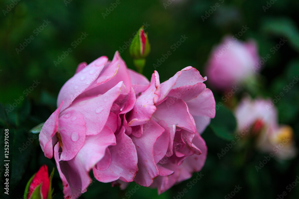 Roses in garden on overcast day with raindrops Roses in garden on overcast day with raindrops