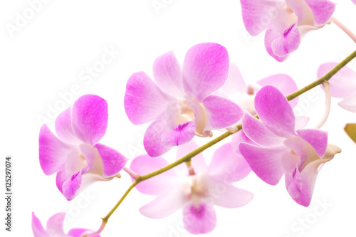 Fototapeta Naklejka Na Ścianę i Meble -  orchid flower.selective focus on end of purple orchid in garden