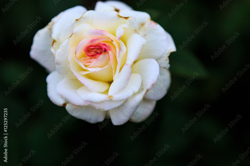 Roses in garden on overcast day with raindrops Roses in garden on overcast day with raindrops