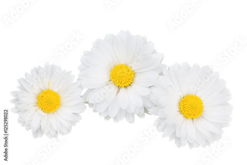  daisies isolated on white