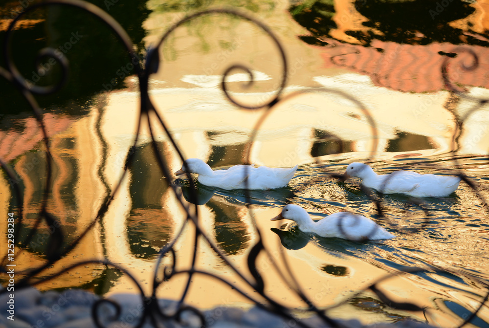 Obraz premium Wild geese in natural habitat, Armenia