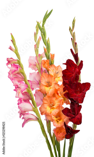 Fotografia bouquet of gladiolus