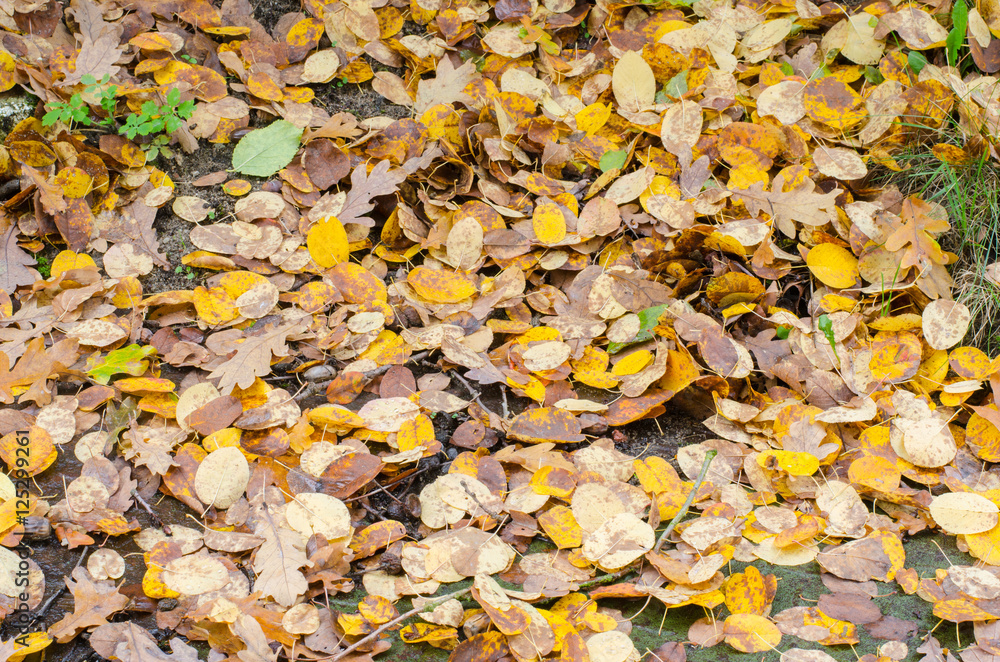 background of colorful wet fallen autumn leaves on the ground