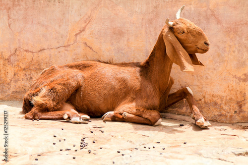 Goat sitting on the concrete in India.