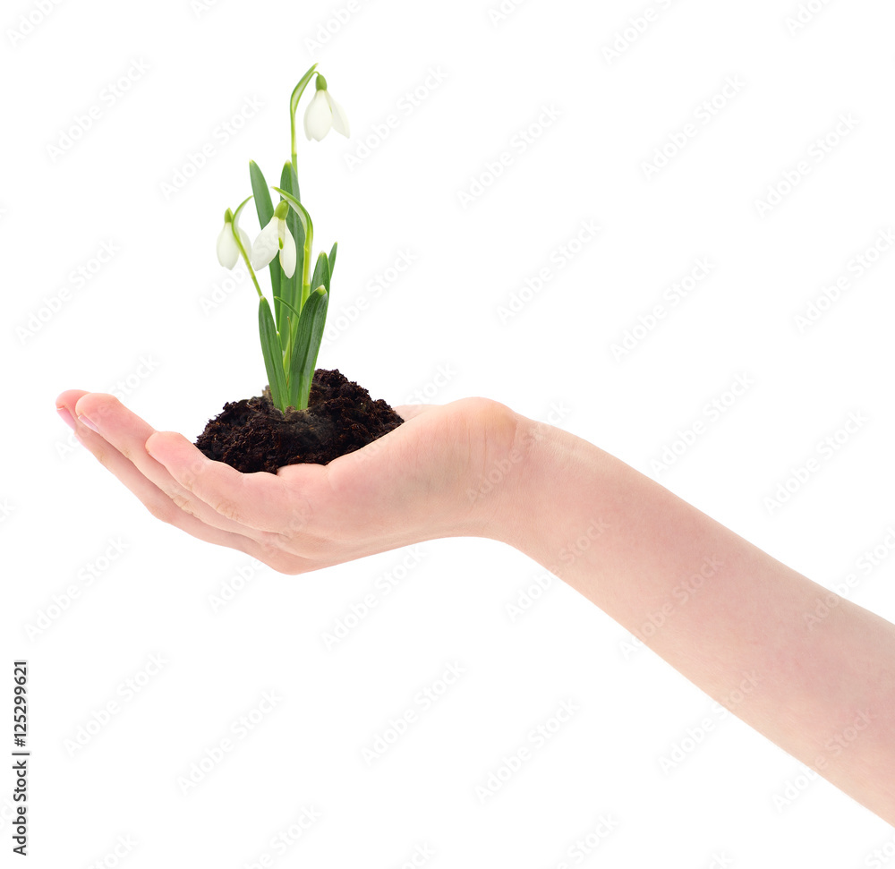 Hand holding a snowdrop sprout Hand holding a snowdrop sprout
