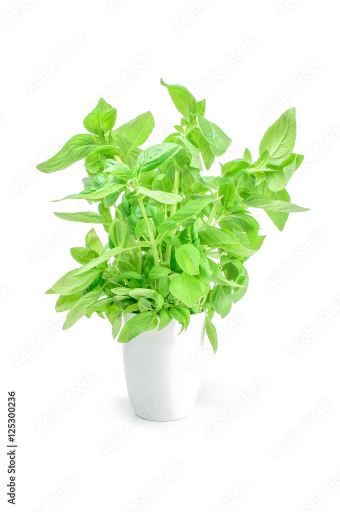 Green basil isolated on the white background Green basil isolated on the white background
