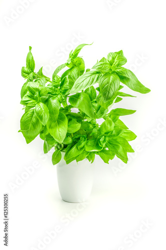 Fresh basil in a white pot isolated on  background
