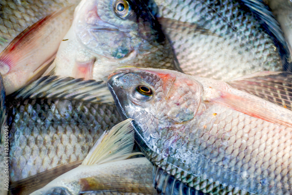 Fototapeta premium fresh tilapia fishes at the fish market, Thailand