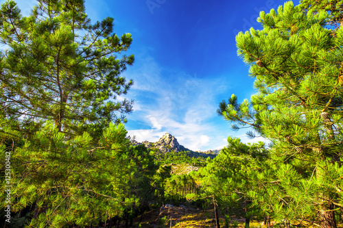 Pine trees in Col de Bavella mountains  Corsica island  France
