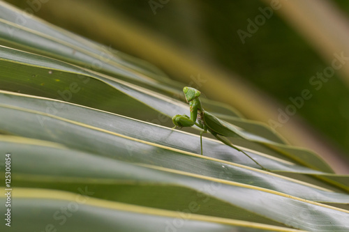 Mantis, Seychelles, Silhouette Island