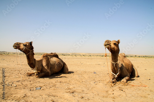 Camels sitting down in the indian desert.