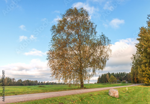 Countryside road in autumn