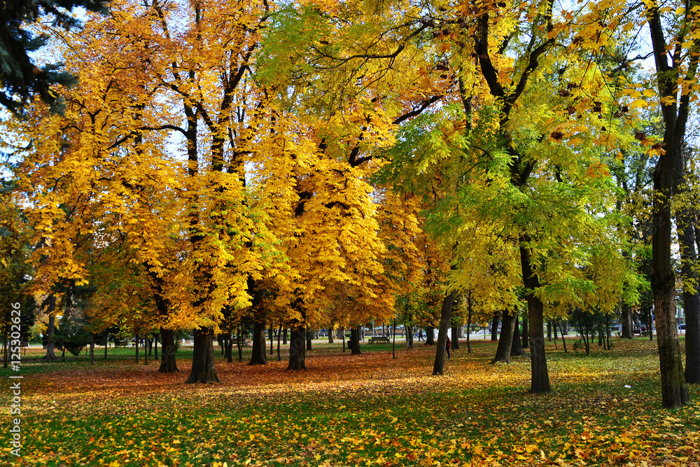 Autumn trees fallen leaves colorful fall scenery Autumn trees fallen leaves colorful fall scenery