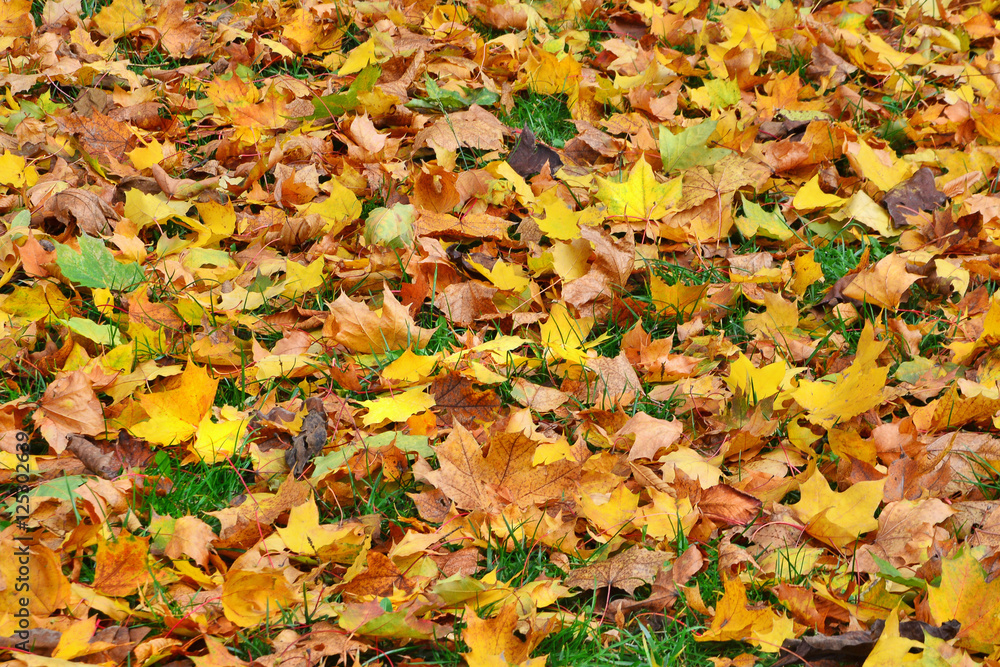 Background of colorful autumn leaves fallen on the forest ground Background of colorful autumn leaves fallen on the forest ground