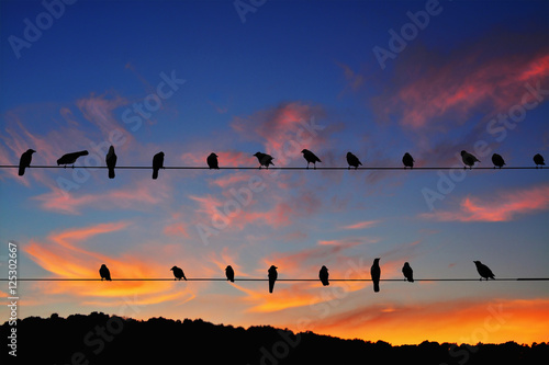 Rook (Corvus frugilegus) perched on power lines at sunset