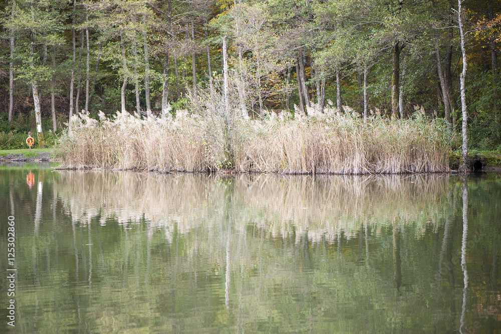 Obraz premium Canneto riflesso nelle acque del lago