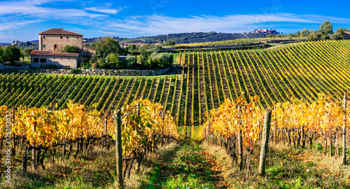 Golden vineyards of Chianti - Tuscany. Italy photo