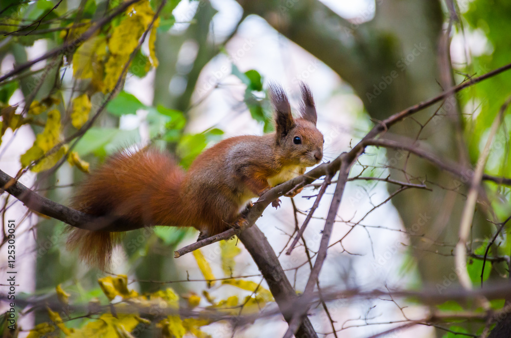 The squirrel on the branch in the park The squirrel on the branch in the park