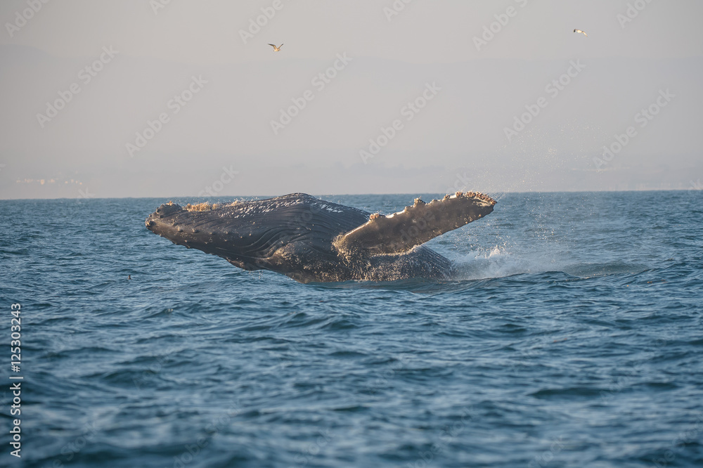 Fototapeta premium Humback whale breaching in Pacific off the coast of California