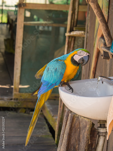 Parrot in the jungle photo