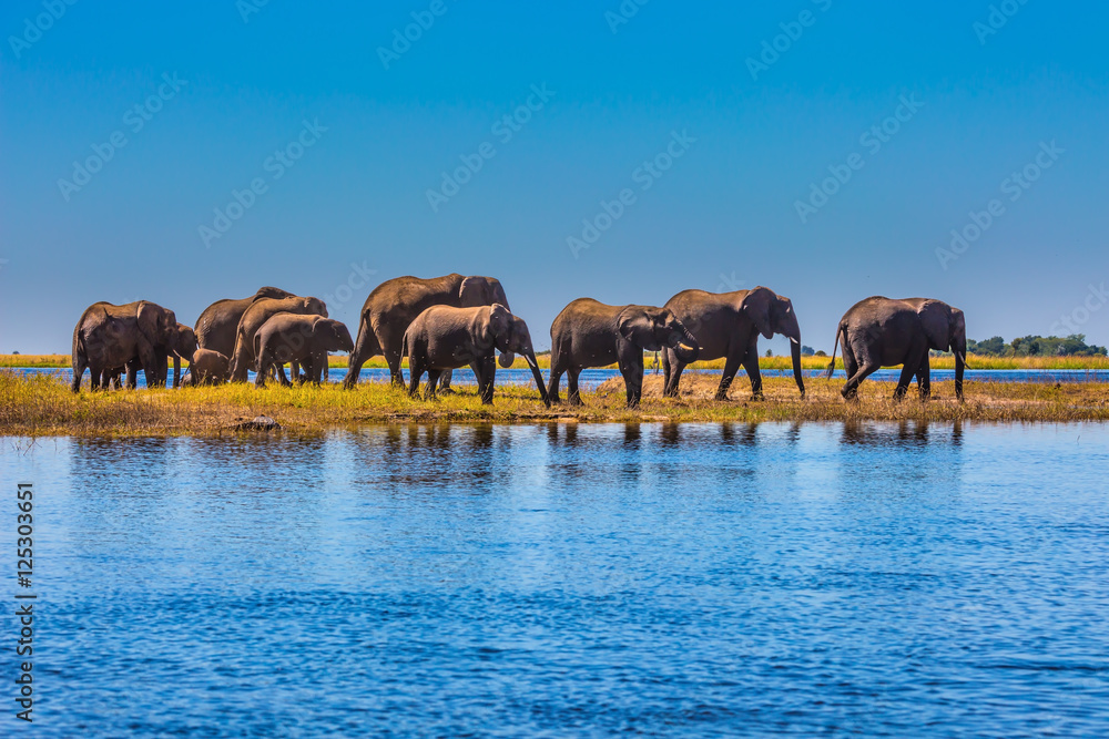 Naklejka premium Stado słoni