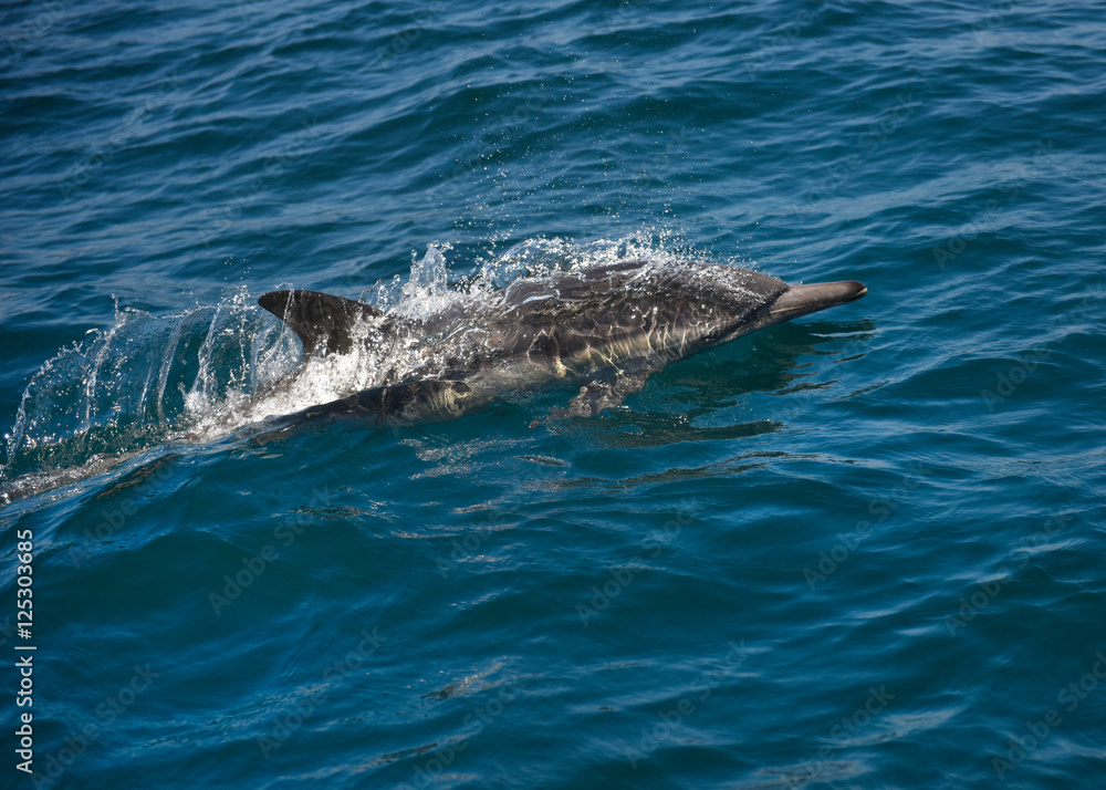 Naklejka premium Dolphins racing our boat