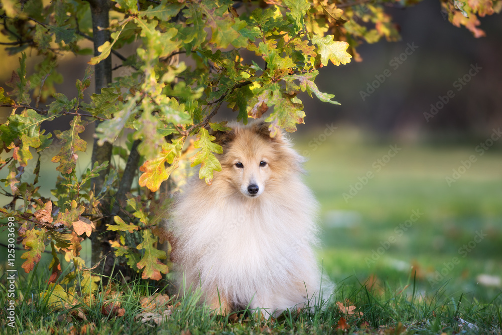 beautiful sheltie dog posing under a tree beautiful sheltie dog posing under a tree
