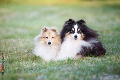 two sheltie dogs lying down on grass