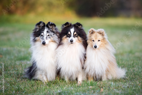 three sheltie dogs posing together outdoors