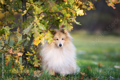 beautiful sheltie dog posing under a tree