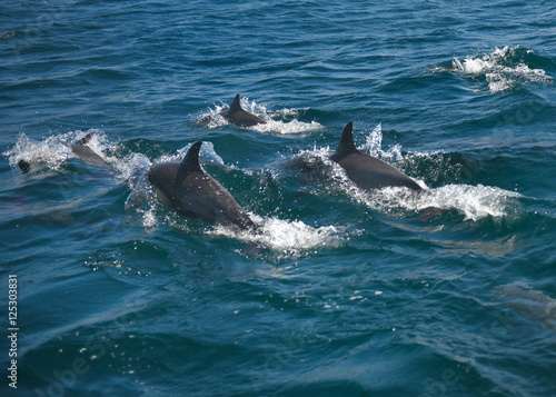 Dolphins racing our boat