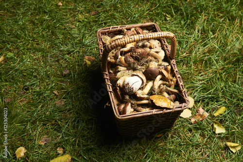 Fresh mushrooms in a wicker basket on the grass 