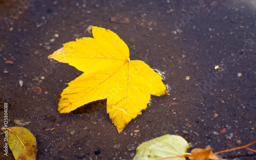Yellow leaf in a puddle, autumn