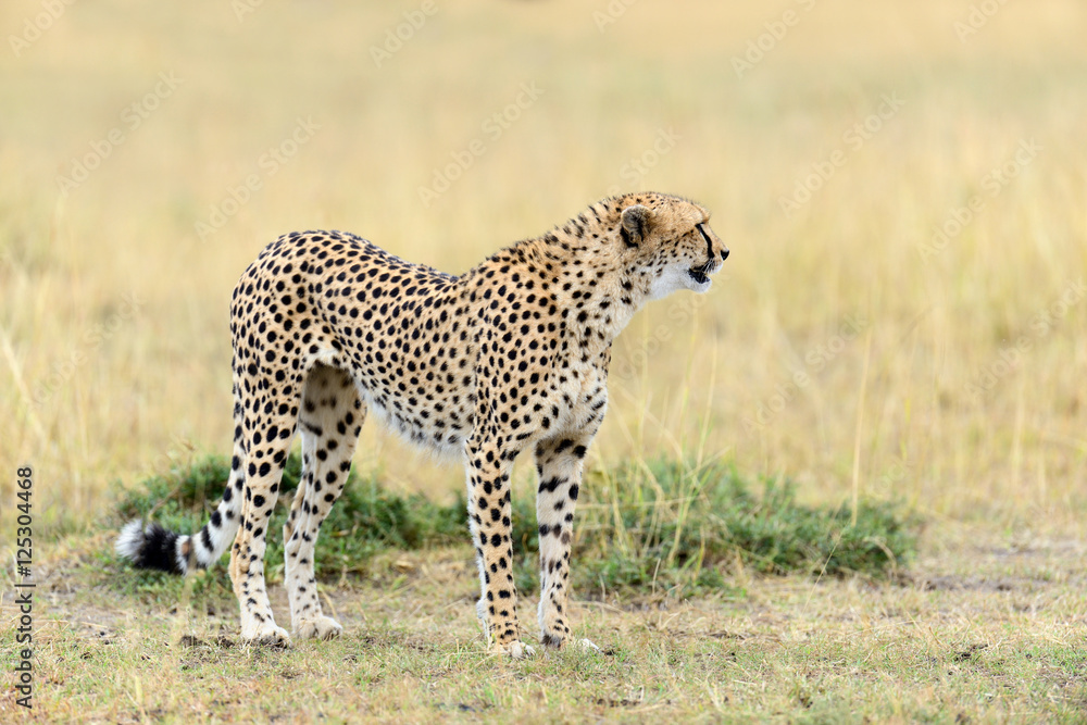 Obraz premium Wild african cheetah