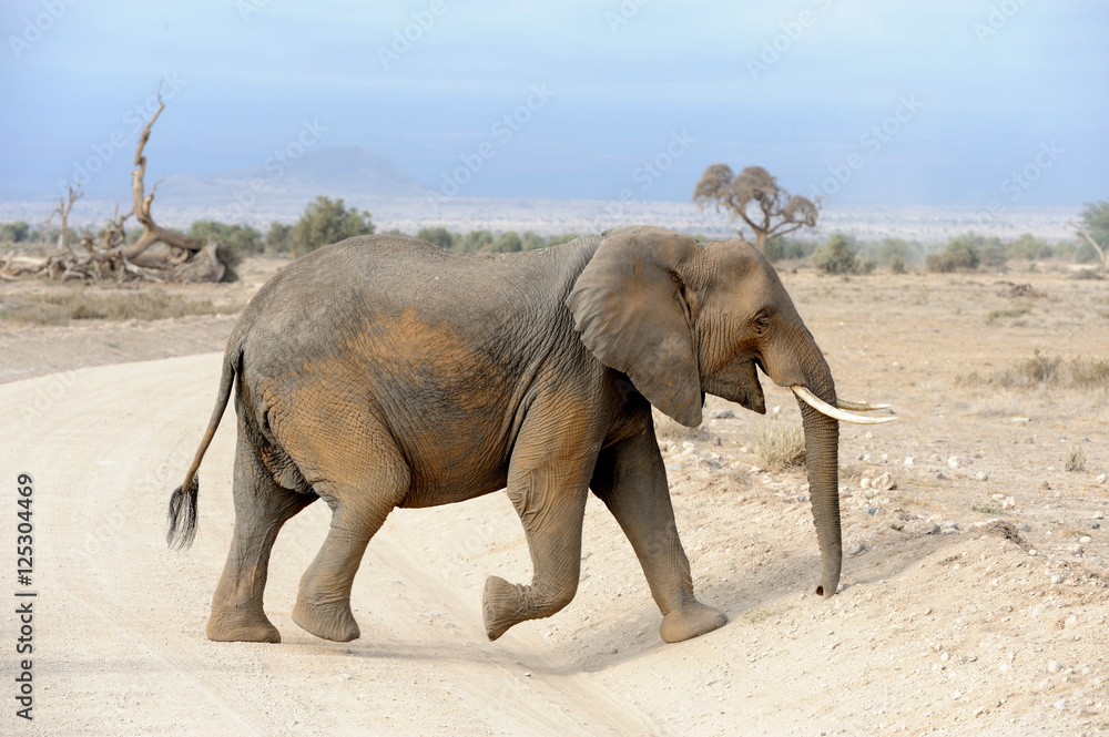 Fototapeta premium Elephant in National park of Kenya
