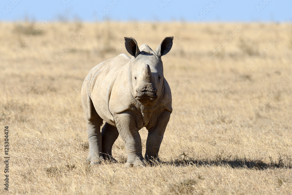 Fototapeta premium African white rhino