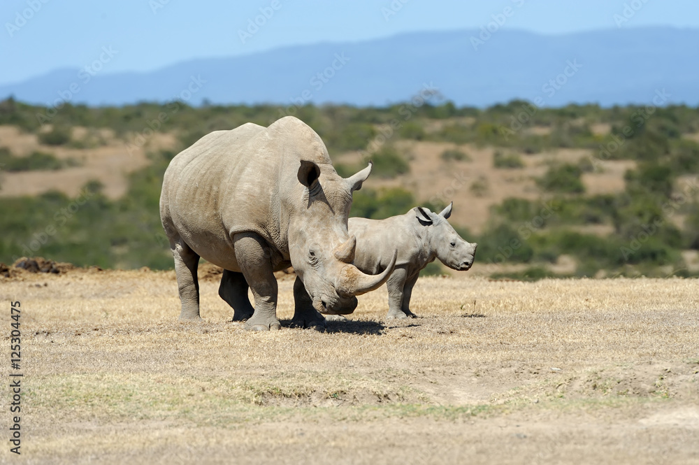 Obraz premium African white rhino