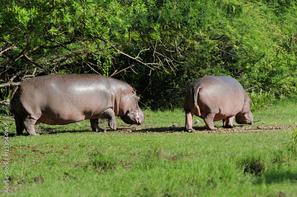 Hippo (Hippopotamus amphibius)