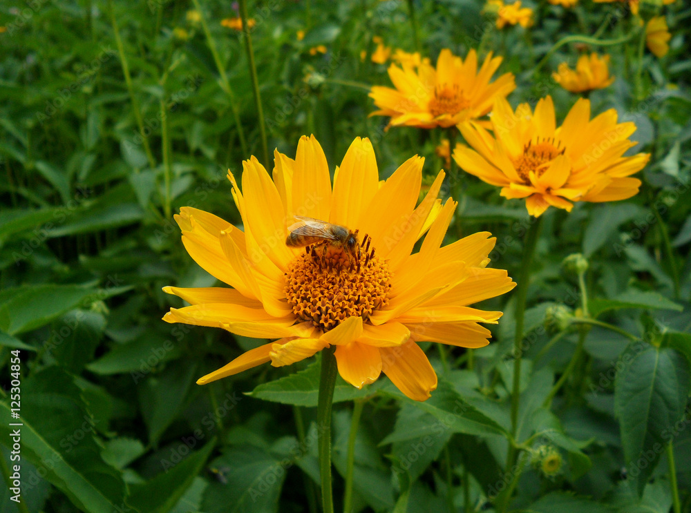 Little bee collecting nectar on a blooming vivid yellow flower Little bee collecting nectar on a blooming vivid yellow flower