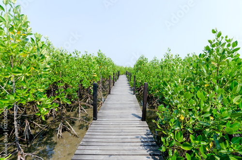 Mangrove tree at ocean beach