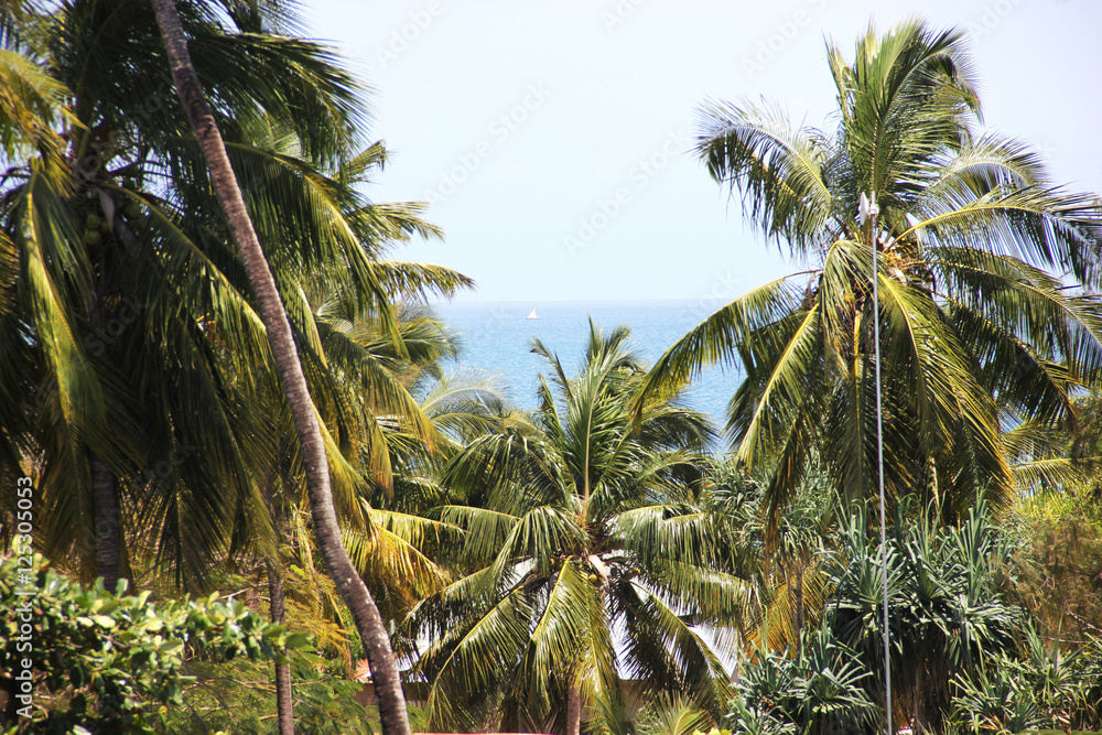 Fototapeta premium Кокосовые пальмы, остров Занзибар, Танзания.