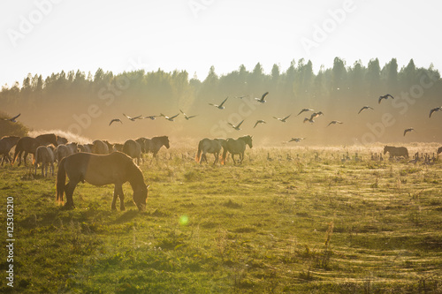 Konikpaarden Oosvaardeseplassen