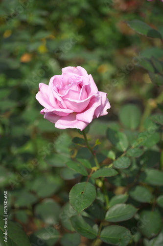 Wallpaper Mural ばら Torontodigital.ca