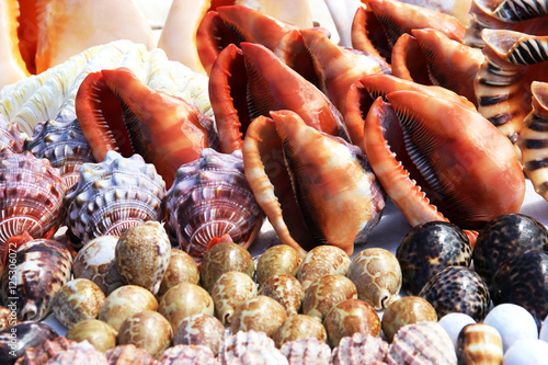 Огромные морские раковины крупным планом, сувениры на острове Занзибар, Танзания.