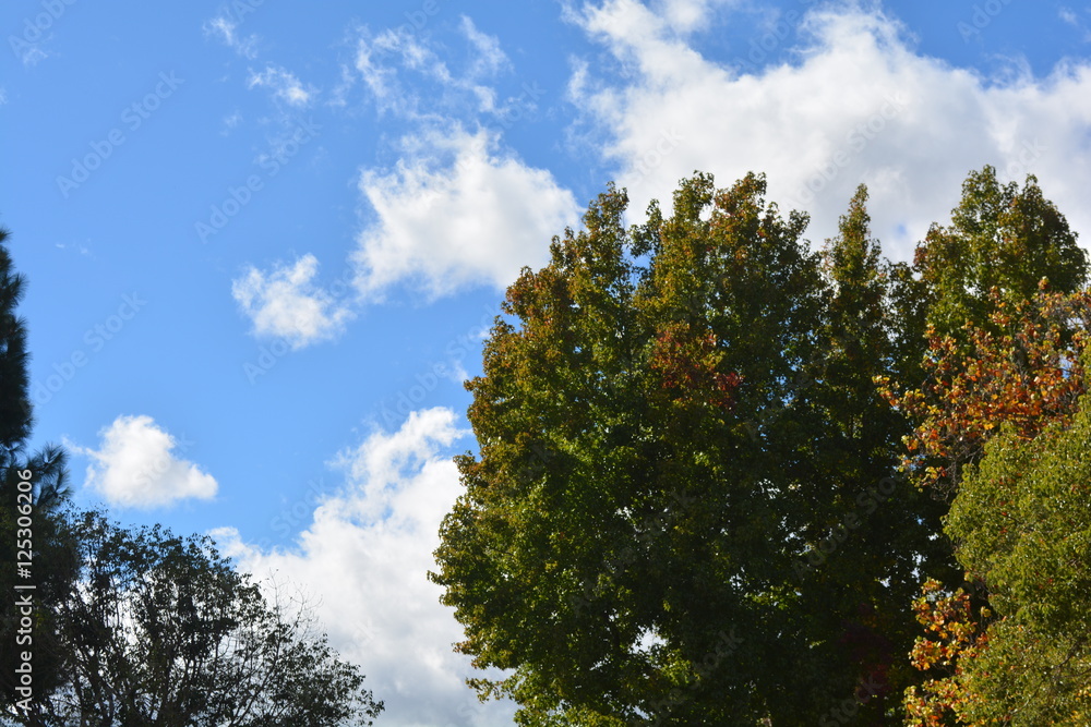 Trees and sky Trees and sky