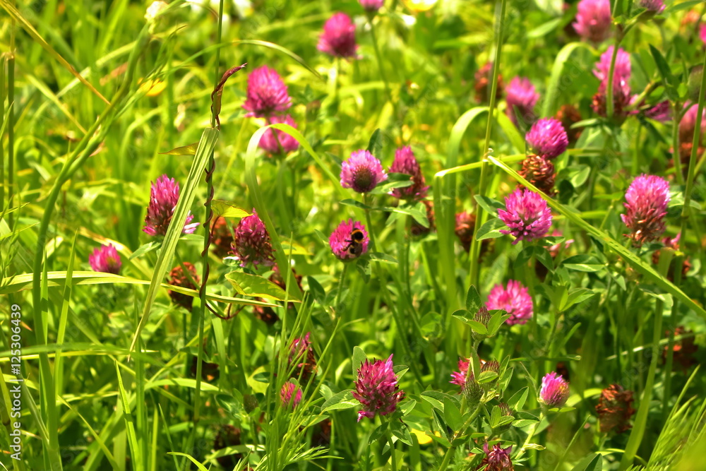 lovely flowers growing on meadow lovely flowers growing on meadow