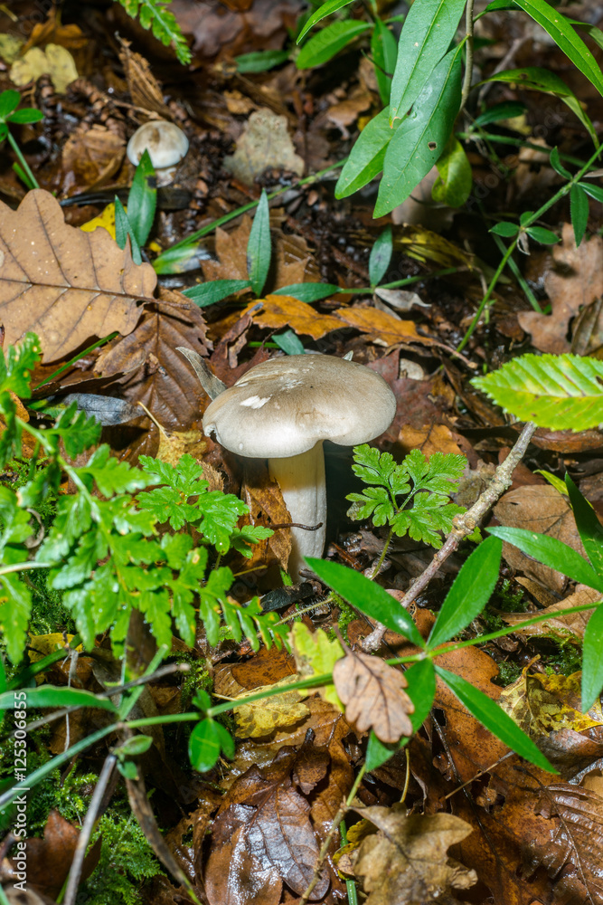 Forest Forest