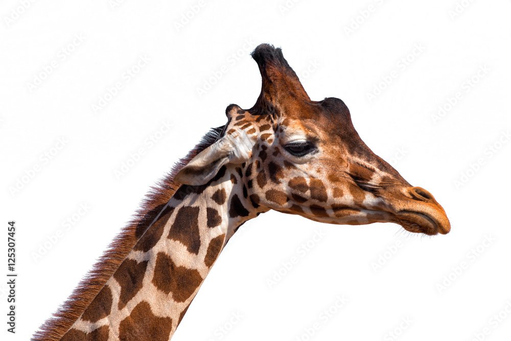 Close up of a giraffe's head isolated on white background Close up of a giraffe's head isolated on white background